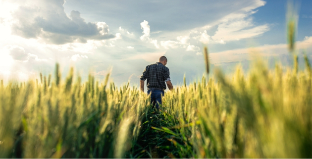 man walking through wheat field